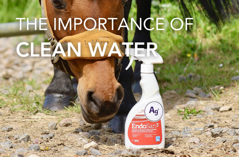The Importance Of Clean Water | Equine Science Matters™